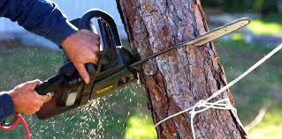 Best Tree Maintenance Programs  in Robinwood, MD